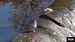 Galebovi u Miljackoj