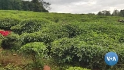 Oomishtoonni Qonnaa Baala Shaayee Daran Guddachuuf Mootummaan Hanqinawwan Keenya Nuuf Guutuu Qaba Jedhu 