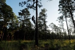 FILE - Wildlife biologist Brian Ball, protected by a safety harness, examines a nesting cavity used by a red-cockaded woodpecker at Fort Bragg in North Carolina, July 30, 2019.