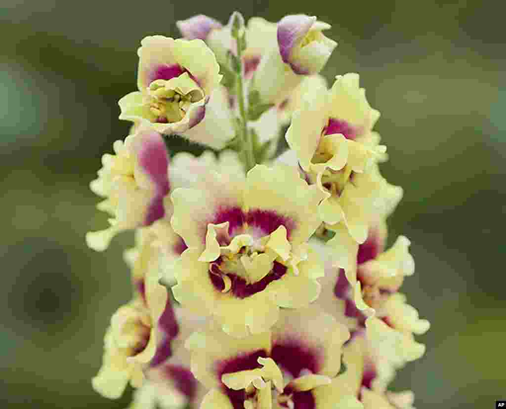 Gardening-Select New Plants