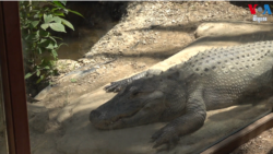 ការ​ជួញដូរ​សត្វព្រៃ​បាន​ក្លាយ​ជា​បញ្ហា​ធំ​មួយ​សម្រាប់​សហរដ្ឋ​អាមេរិក