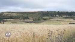 Hanqinni Xa’oo Omisha Keenya Dhiibbaa Guddaa Uume, Jedhu Qonnaan-bultoonni 