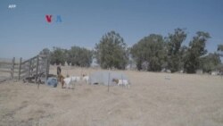 Kota Hijau Futuristik "California Forever" Ditolak Warga