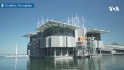 Lissabonun Okeanariumu Avropanın ən böyük qapalı akvariumlarından biridir