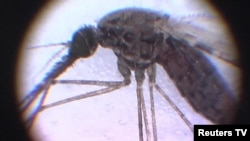 ዩናይትድ ስቴትስ ውስጥ በወባ በሽታ የተያዙ ሰዎች ተገኙ