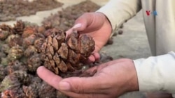 د کوزې پښتونخوا د ژوب او شېراني سيمو جلغوزي
