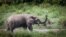FILE - A wild elephant is seen at Langoue Bai near Makokou, Gabon, April 26, 2019. Farmers in the border regions of Cameroon, Gabon and Equatorial Guinea are struggling to fight off wild elephants destroying their crops, in some cases forcing farmers off their land.
