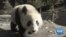 VOA Asia Weekly: US-China Panda Diplomacy Ending
