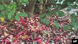 This Nov. 3, 2023, image shows fallen leaves on Long Island, New York. (Jessica Damiano via AP)