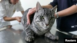 ILUSTRASI - Seekor kucing di tempat penampungan hewan di Berlin, Jerman, 25 Juni 2007. (REUTERS/Fabrizio Bensch)