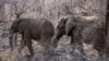 Elephants trample Spanish tourist to death in South Africa