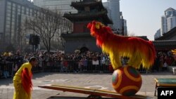 北京市民在东岳庙前观看春节舞狮。（2024年2月12日）