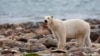 Study: Climate Change Diet Not Good for Polar Bears