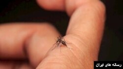 پشه عامل انتقال تب دنگی. 