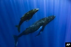FILE - This photo provided by Samuel Lam shows a humpback whale and her calf in Papeete, French Polynesia in September 2022. Humpbacks are known to compose elaborate songs that travel across oceans and whale pods. (Samuel Lam via AP)