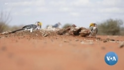 በሳምንቱ ውስጥ የተመዘገበው ከፍተኛ የዓለም ሙቀት መጠን በግለቱ ቀጥሏል