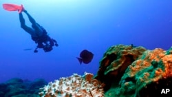 FILE - Bleached coral is visible next to healthy coral during a scuba dive at the Flower Garden Banks National Marine Sanctuary, off the coast of Galveston, Texas, Sept. 15, 2023. (AP Photo/LM Otero)