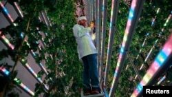 Javier Ramiro, Co-Chief Scientific Officer of Spanish indoor hops farming start-up Ekonoke controls the plantation of hops in Alcobendas, Spain, March 23, 2023. (REUTERS/Juan Medina)