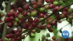 ከኢትዮጵያ ቡና የውጭ ንግድ ገቢ ብዙም ተጠቃሚ እንዳልኾኑ አርሶ አደሮች ተናገሩ