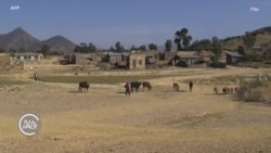 የኤርትራ ወታደሮች የትግራይ ገበሬዎችን በማፈንና በከብቶች ዘረፋ ተከሰሱ