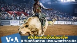 'นักขี่วัวพยศ' เกียรติยศและเงินรางวัลที่มาพร้อมเวลา 8 วิ