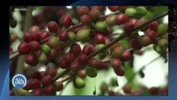 የቡና ዘርፉ እድገት በጥናት እና ምርምር ጉድለት እንደተጎዳ ተጠቆመ