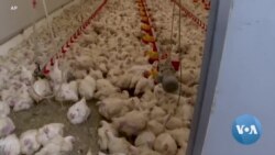 የኀይል መታጎል የደቡብ አፍሪካን ኢኮኖሚ እየጎዳ ነው