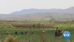 “የእርሻ ግብአት በወቅቱ ባለማቅረቡ ምርትን ይቀንሳል” ባለሞያዎች