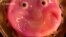 Japanese Scientists Make Robot Face ‘Smile’ with Lab-grown Skin