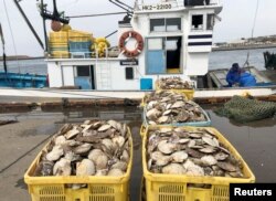 资料照：日本渔民在北海道根室港捕捞的扇贝。（2022年4月12日）