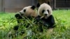 Da li će pande biti žrtve tenzija između Kine i SAD?   