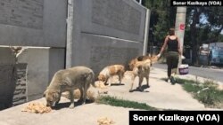 Hayvanseverler belediyelere bağlı mevcut barınakları da kötü bakım koşulları ve kapasite yetersizliği yüzünden “cezaevi, ölüm kampı” olarak nitelendiriyor.