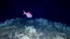 Scientists Map Largest Deep-Sea Coral Reef off US Atlantic Coast