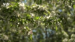 Однажды в Нью-Йорке 