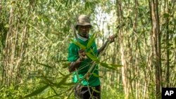 Joseph Katumba, a caretaker at Kitara Farm, works near Mbarara, Uganda, on March 8, 2024. Katumba said the property has become something of a demonstration farm for people who want to learn more about bamboo. (AP Photo/Dipak Moses)