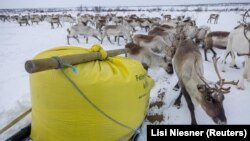 Reindeer that belong to Sami reindeer herder Nils Mathis Sara, 65, eat food pellets next to a bag containing the supplementary feeding for reindeer near Geadgebarjavri, up on the Finnmark plateau, Norway, March 13, 2024. (REUTERS/Lisi Niesner)
