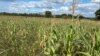 Zimbabwe is expecting a 2024 harvest of 868,000 metric tons of grain — including the country’s staple crop of corn — far short of what the country needs, April 1, 2024. (Columbus Mavhunga/VOA)