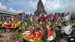  Monkeys eat fruit during monkey feast festival in Lopburi province, Thailand. Sunday, Nov. 27, 2022. (AP Photo/Chalida EKvitthayavechnukul, File)