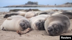 FILE - Two-month-old northern elephant seals sleep on the beach at Ano Nuevo State Park in California, U.S. April, 2020. (Jessica Kendall-Bar/Handout via REUTERS)