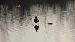 Tradisi Menghitung Burung Saat Natal Bantu Konservasi