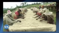 በቀይ ባሕር ቀውስ ኢትዮጵያ ወደ አውሮፓ የምትልከው የቡና መጠን ቀንሷል