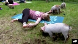 Piglets interact with instructor Ashley Bousquet during yoga class, on Friday, May 17, 2024, in Spencer, Massachusetts. (AP Photo)