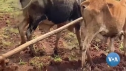 መንግሥት በመኸር ምርት እጥረት ሊፈጠሩ የሚችሉ ኢኮኖሚዊ ችግሮችን ለሚያቃልሉ ሥራዎች ትኩረት እንዲሰጥ ባለሞያዎች ጠየቁ