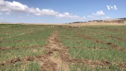 ግዚያዊ ምምሕዳር ትግራይ ንሕርሻ ቀዳምነት ከም ዝህብ ይሕብር