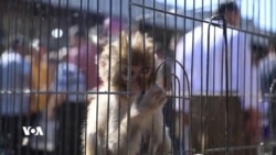 Li Herêma Kurdistanê Daxwaza Ser Ajalên Wek Tîmsah, Mar û Meymûn Zêde Dibe