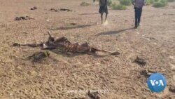 የደቡብ ኦሞ ዞን ድርቅ ተጋላጮች በቂ የሰብዓዊ እርዳታ እንዳልቀረበላቸው ተናገሩ