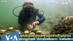 อุณหภูมิน้ำทะเลพุ่งสูงส่งสัญญาณปรากฏการณ์ ‘ปะการังฟอกขาว’ ในฟลอริดา