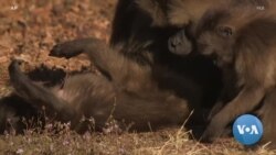 በቱሪዝም ዘርፉ ላይ የተጣለው የተጨማሪ እሴት ታክስ እንዲነሳ ተጠየቀ