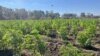 A thriving crop of cannabis grows on a farm near Bulawayo, Zimbabwe’s second-largest city, May 30, 2024. (Columbus Mavhunga/VOA) 