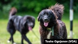 Посебноста на караманот се актуелизира во поново време. Во осумдесеттите години од минатиот век почнале првите обиди за издвојување на оваа раса како автохтона македонска